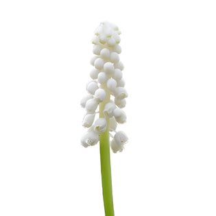 White Grape Muscari Hyacinth Flowers