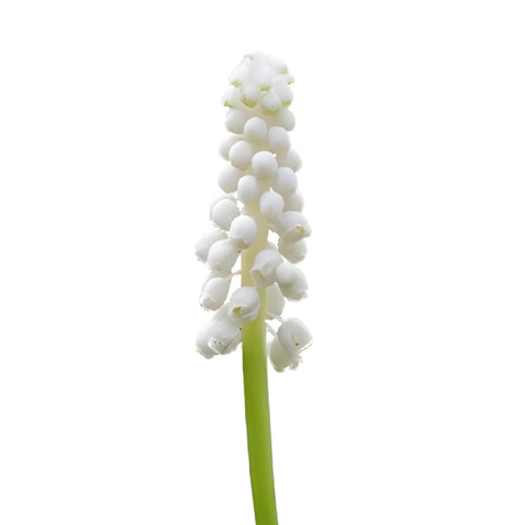White Grape Muscari Hyacinth Flowers