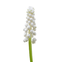 White Grape Muscari Hyacinth Flowers