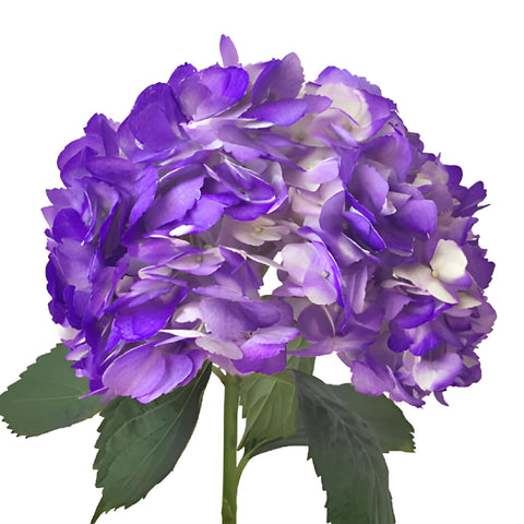 Grape Purple Airbrushed Hydrangea Flower Stem View