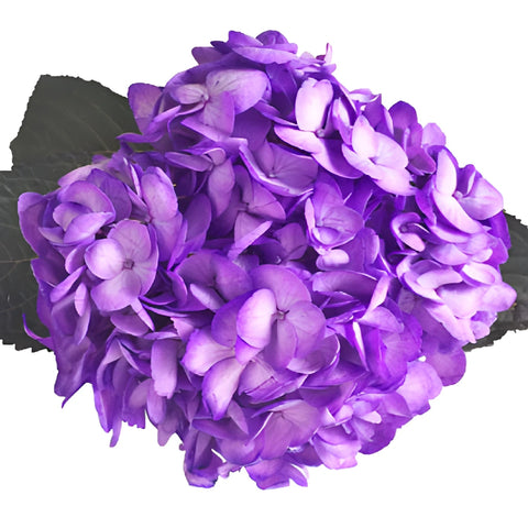 Grape Purple Airbrushed Hydrangea Flower Up Close