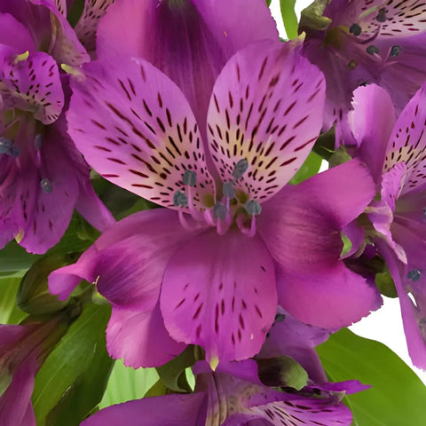 Grape Purple Peruvian Lilies Close Up - Image