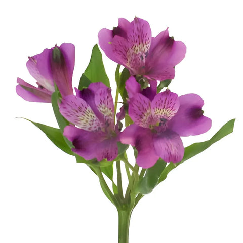 Grape Purple Peruvian Lilies Stem - Image