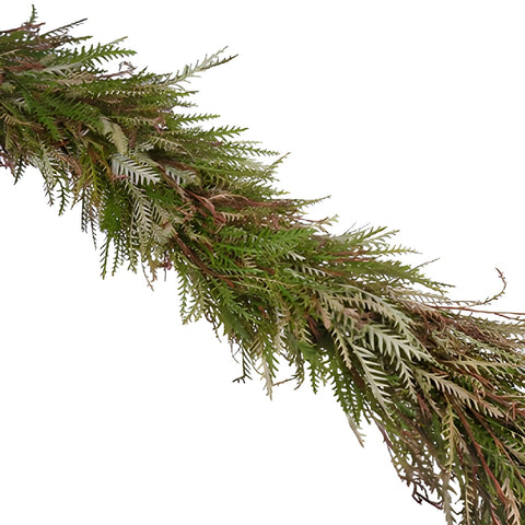 Grevillea Greens Garland