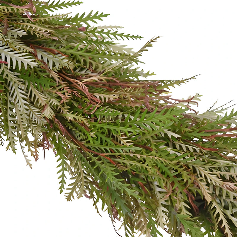 Grevillea Greens Garland