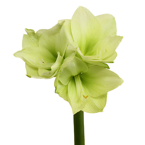 Lime Green Amaryllis Flowers