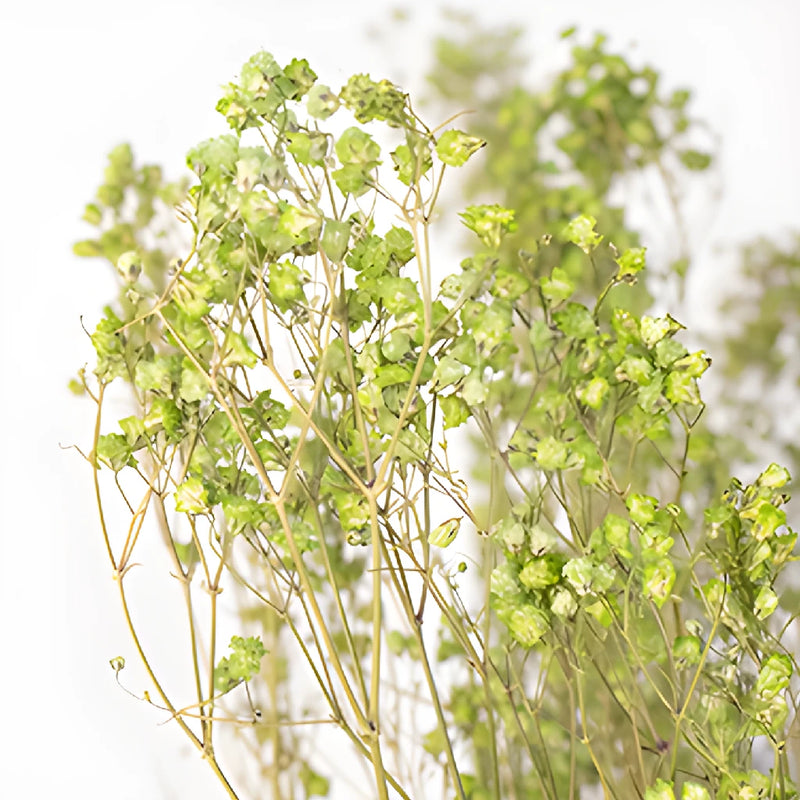 Light Green Dried Baby's Breath Flower