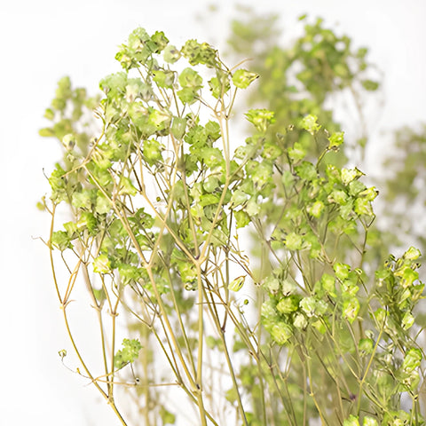 Light Green Dried Baby's Breath Flower