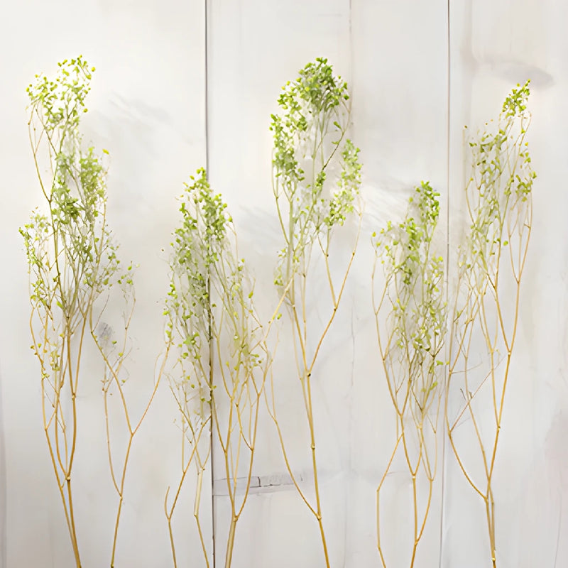 Light Green Dried Baby's Breath Flower