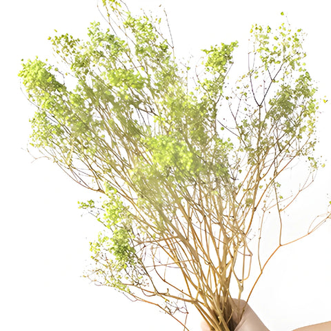 Light Green Dried Baby's Breath Flower