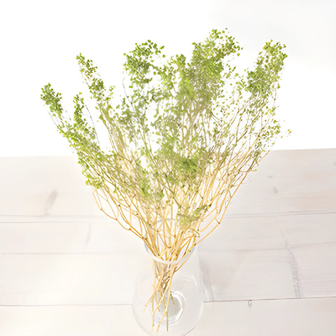 Light Green Dried Baby's Breath Flower