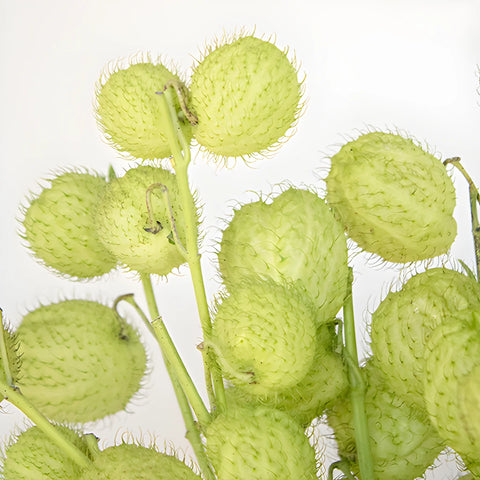 Green Asclepia Pods Flower Up Close