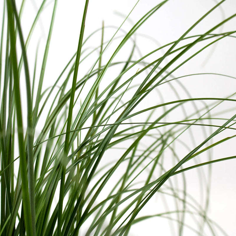 Green Bear Grass Greenery Up Close