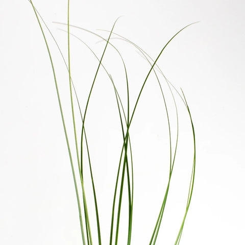 Green Bear Grass Greenery Stem