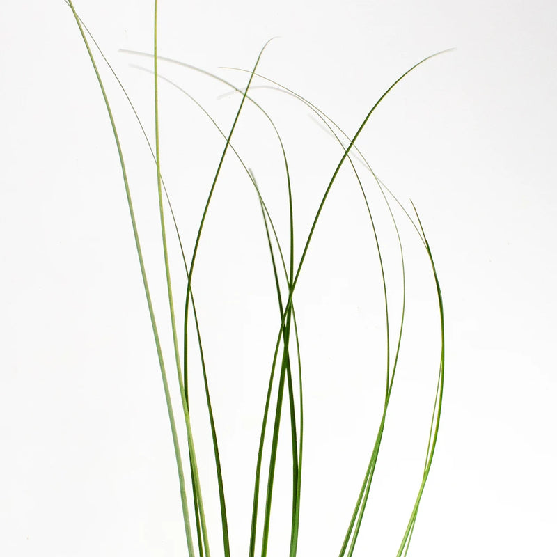 Green Bear Grass Greenery Stem