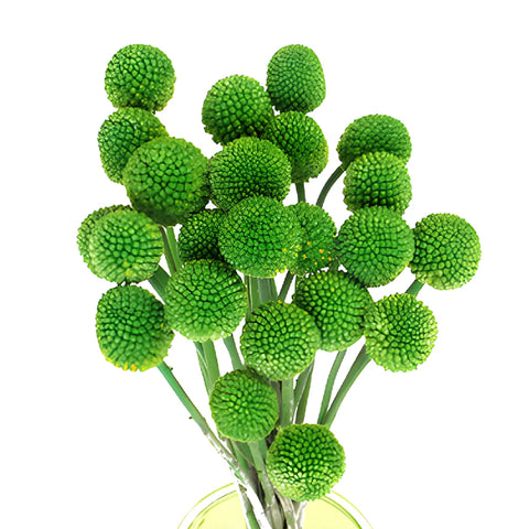 Green Tinted Craspedia Billy Balls