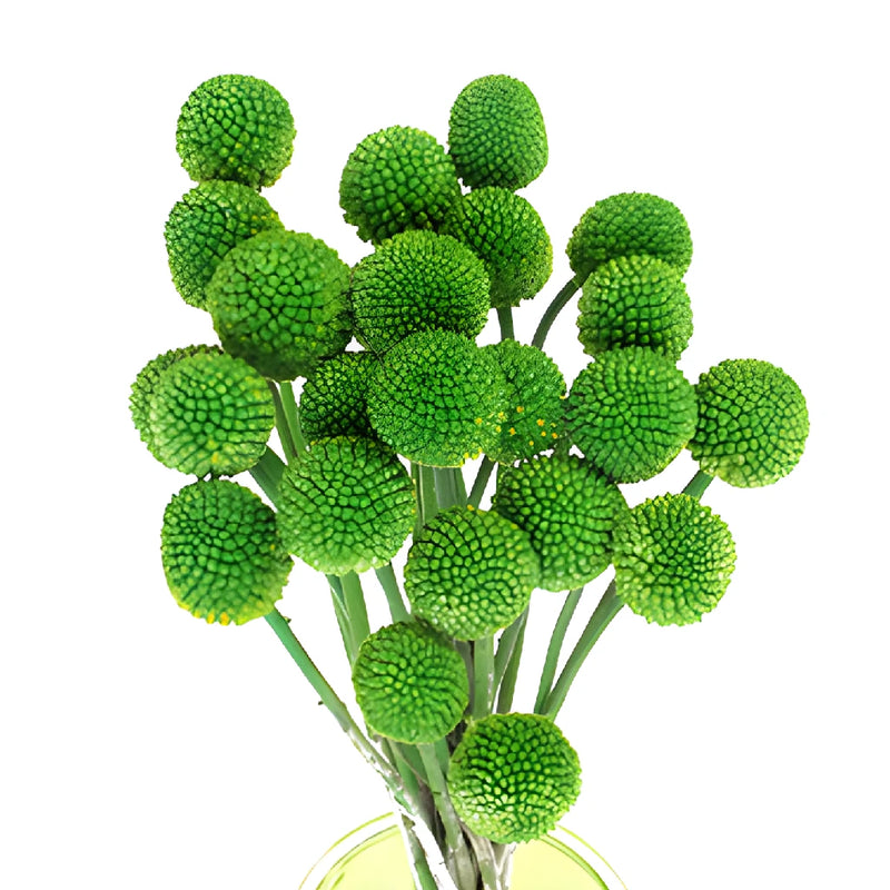 Green Tinted Craspedia Billy Balls