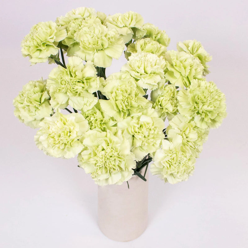 Mint Green Carnation Bunch in Vase
