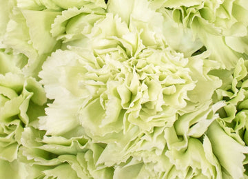 Mint Green Carnations Up Close