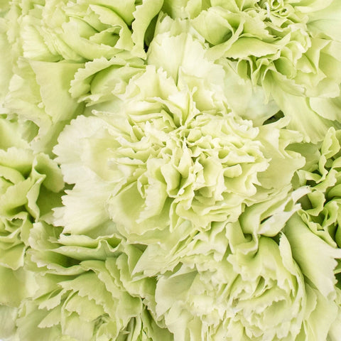 Mint Green Carnations Up Close