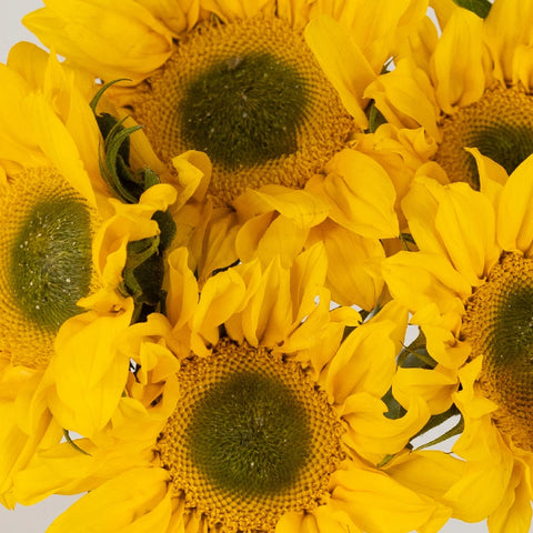 Green Center Sunflowers Close Up - Image
