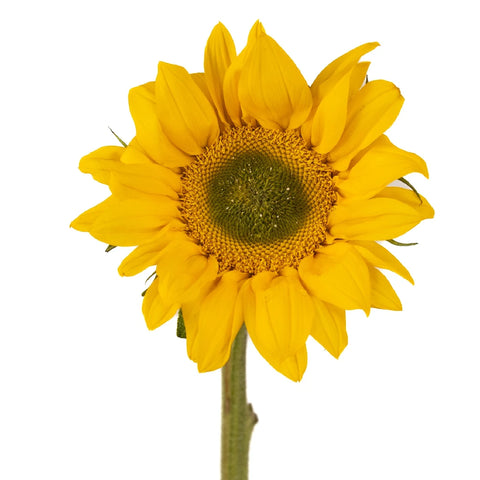 Green Center Sunflowers Stem - Image