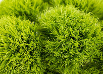 Green Dianthus Flowers close up