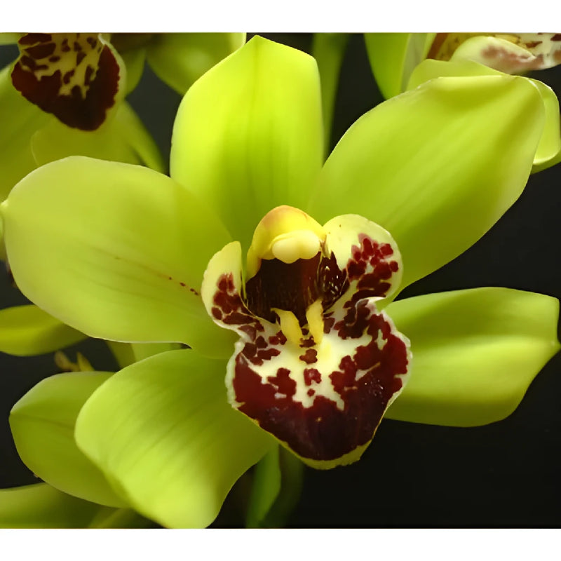 Sassy Green Mini Cymbidium Orchids