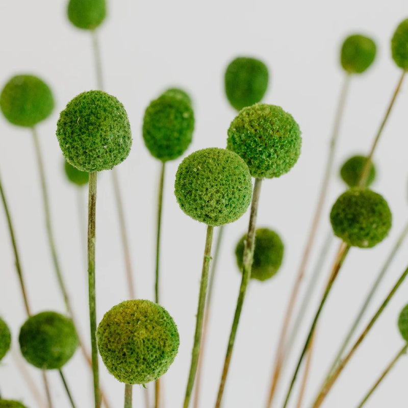 Green Dried Craspedia Billy Ball Close Up - Image