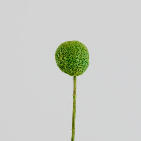 Green Dried Craspedia Billy Ball Stem - Image