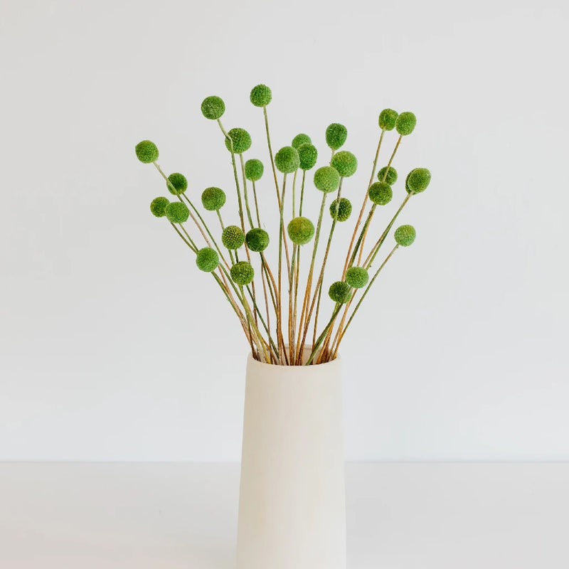 Green Dried Craspedia Billy Ball Vase - Image