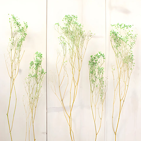 Forest Green Dried Baby's Breath Flower