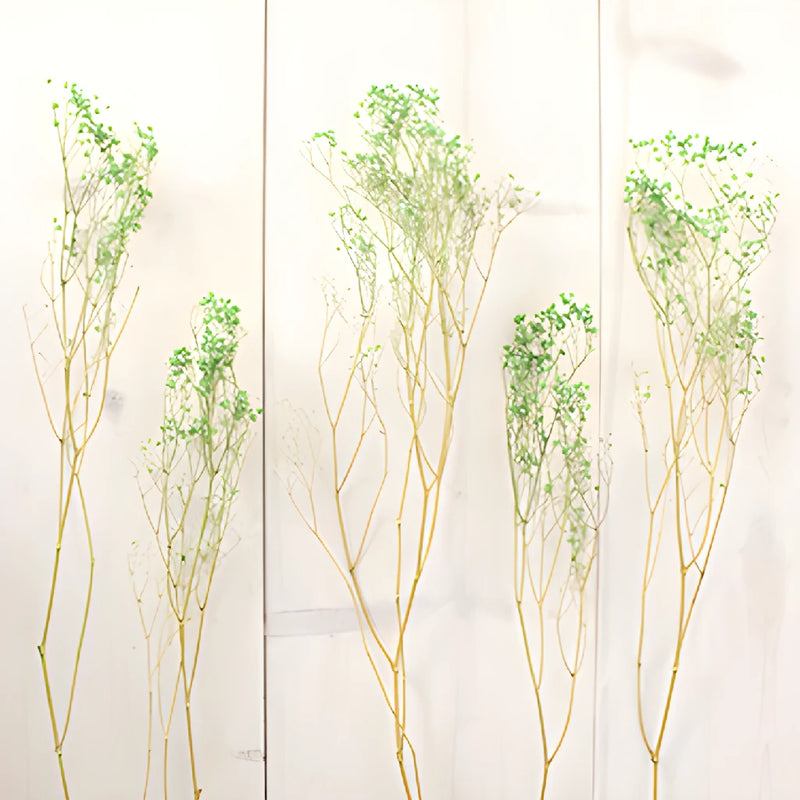 Forest Green Dried Baby's Breath Flower