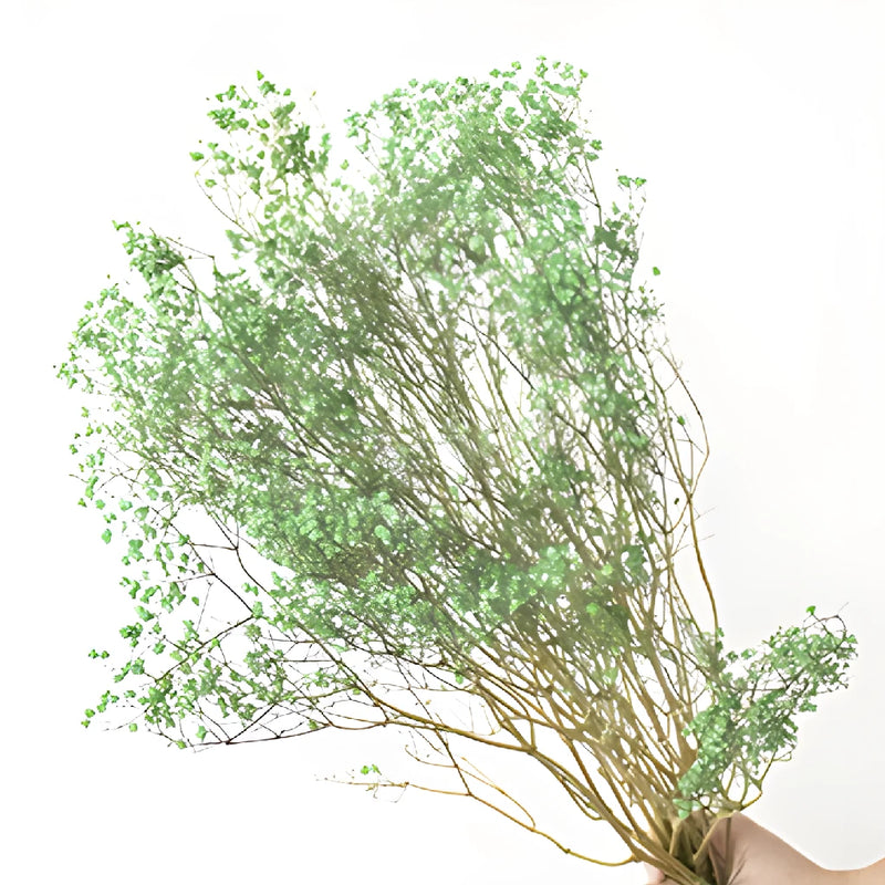 Forest Green Dried Baby's Breath Flower