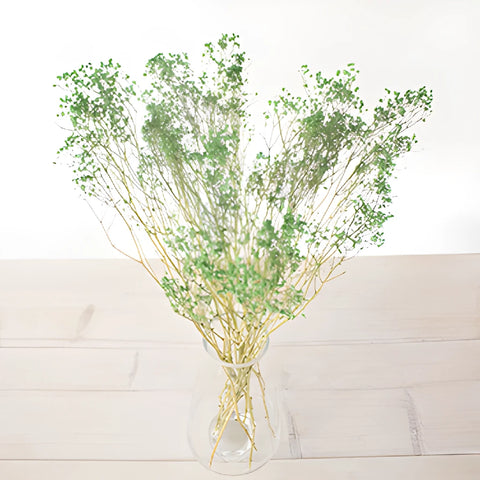 Forest Green Dried Baby's Breath Flower