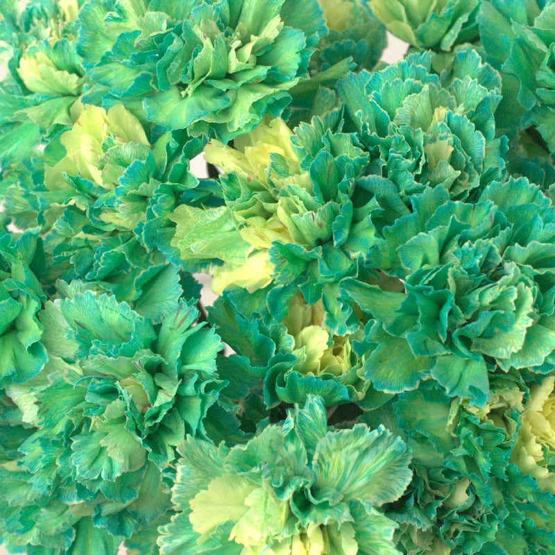 Green Enhanced Carnation Flower Close Up - Image