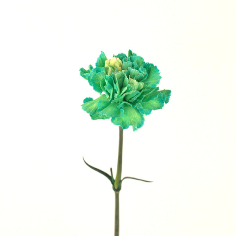 Green Enhanced Carnation Flower Stem - Image