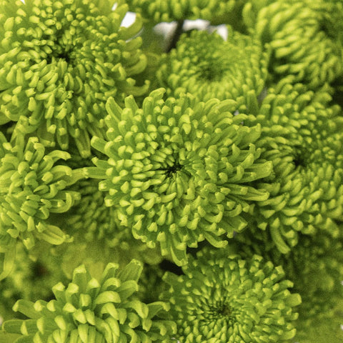 Green Envy Pom Flower Close Up - Image