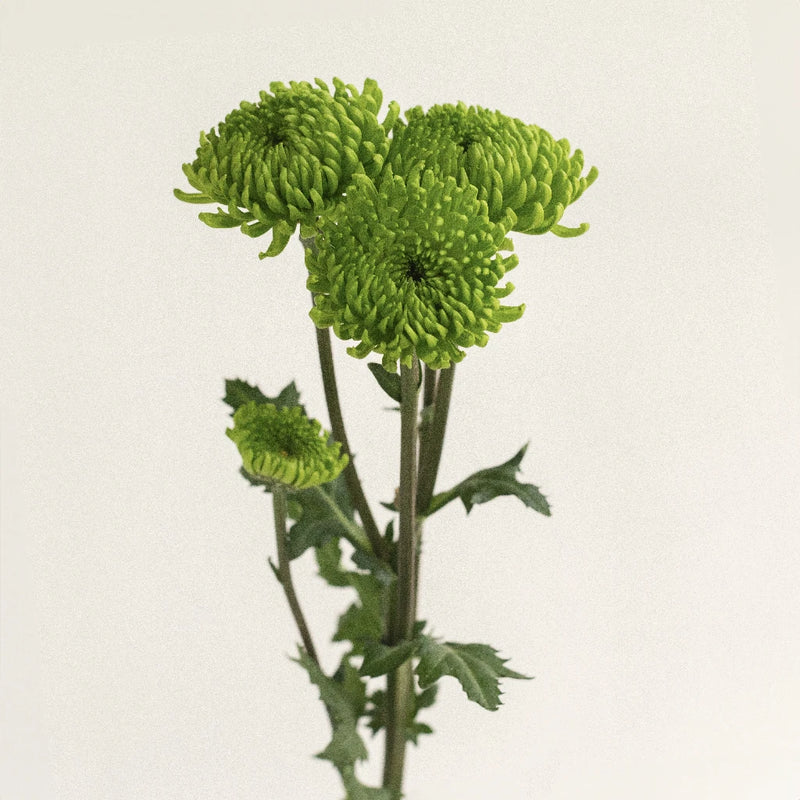 Green Envy Pom Flower Stem - Image