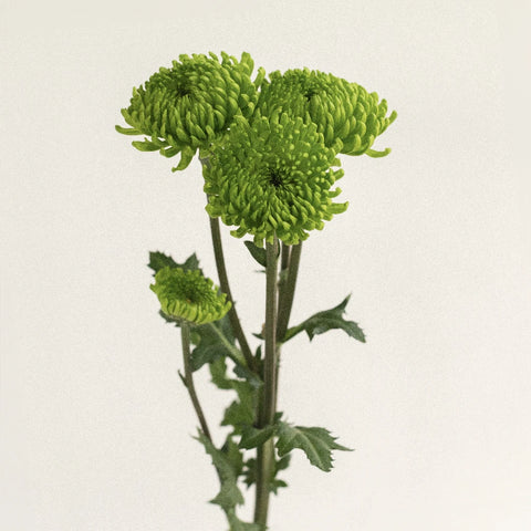 Green Envy Pom Flower Stem - Image