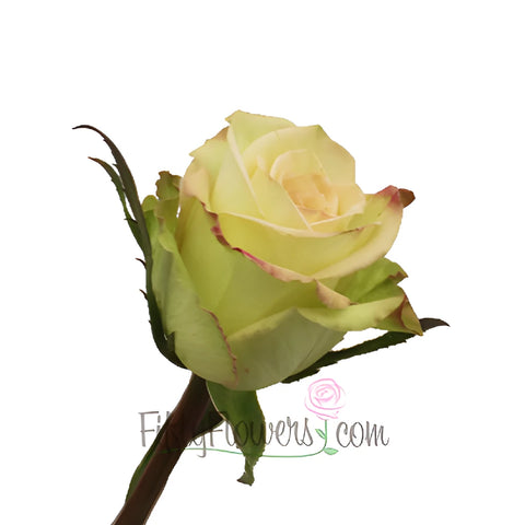 Green Fashion Rose Side Stem View