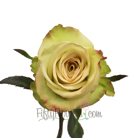 Green Fashion Rose Stem