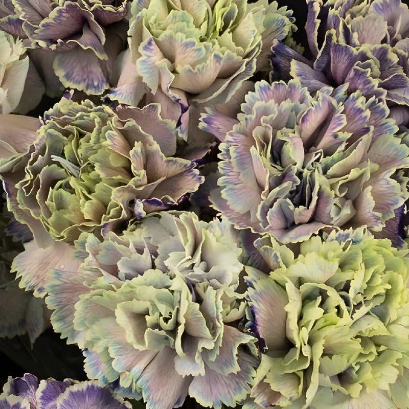 Green Folklore Carnation Flower Close Up - Image