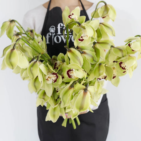 Green Fresh Cymbidium Orchids Burgundy Lip Apron - Image