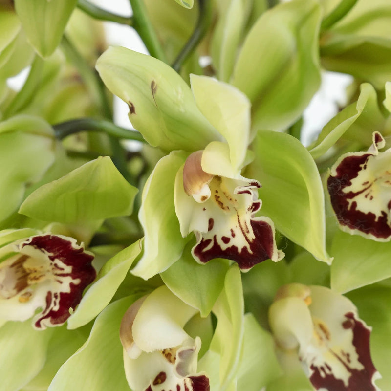 Green Fresh Cymbidium Orchids Burgundy Lip Close Up - Image