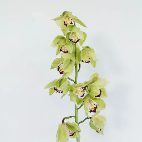 Green Fresh Cymbidium Orchids Burgundy Lip Stem - Image