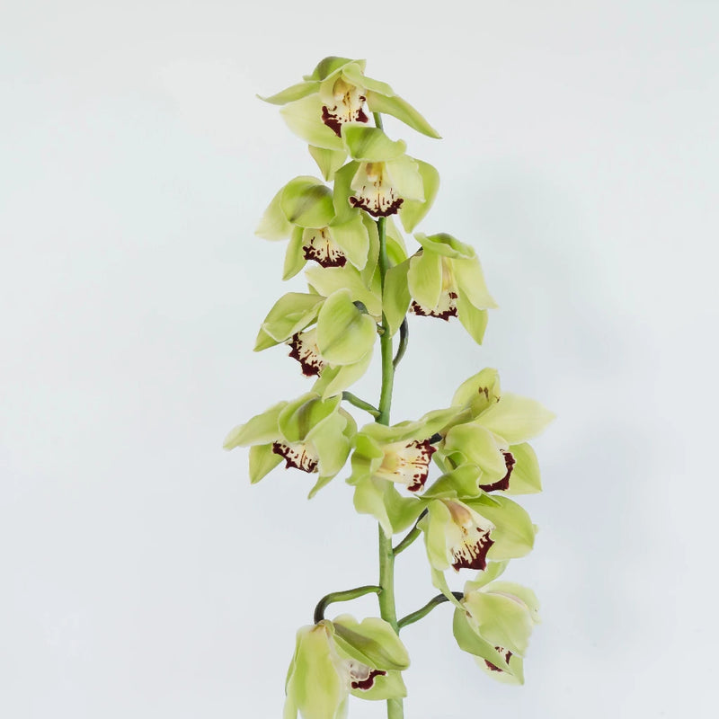 Green Fresh Cymbidium Orchids Burgundy Lip Stem - Image