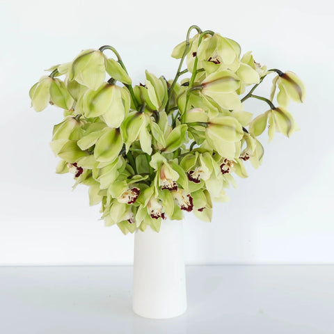 Green Fresh Cymbidium Orchids Burgundy Lip Vase - Image