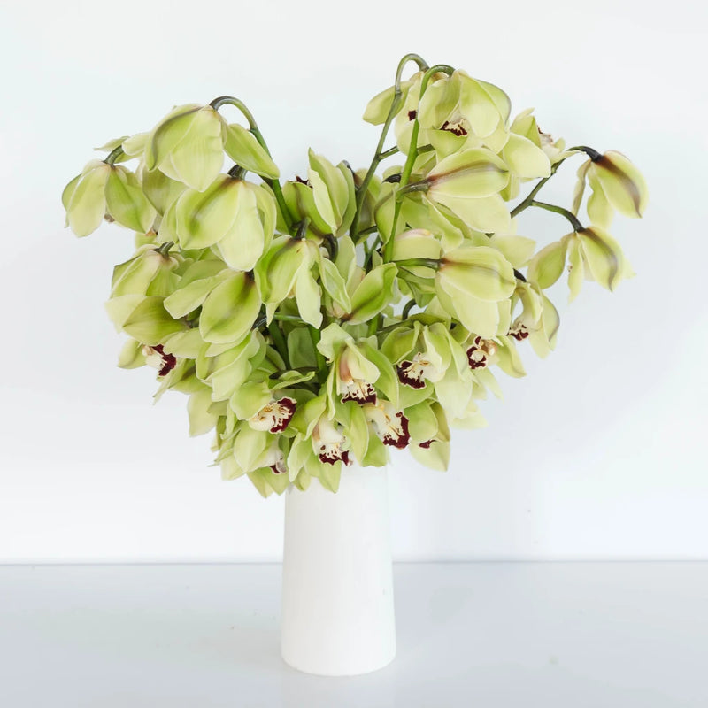Green Fresh Cymbidium Orchids Burgundy Lip Vase - Image
