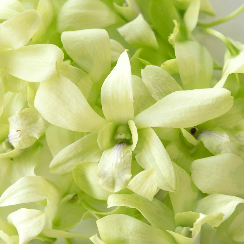 Green Geisha Loose Orchid Blooms Close Up - Image